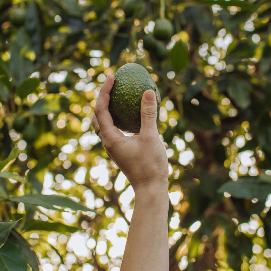 Morro Bay Avocados