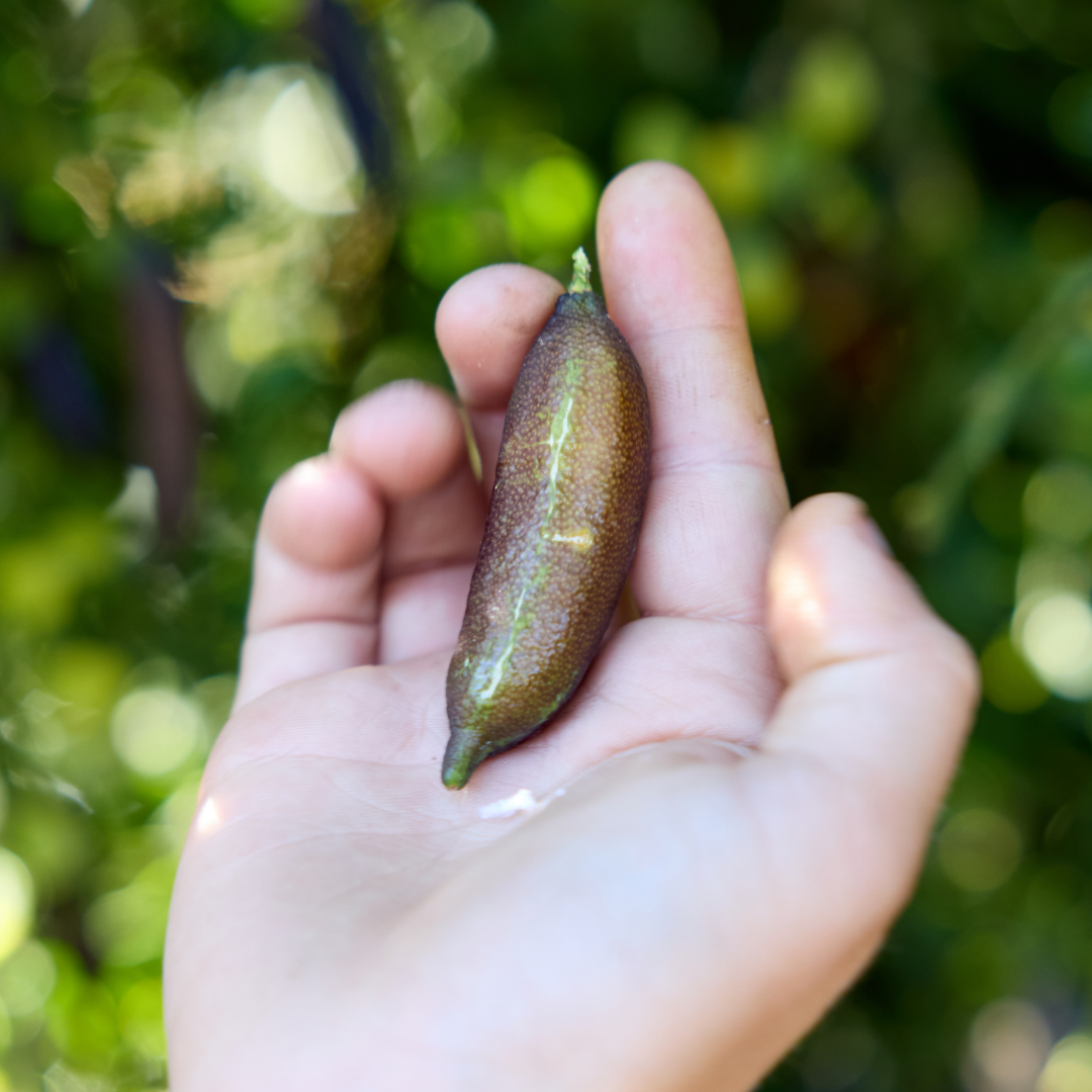 Finger Limes