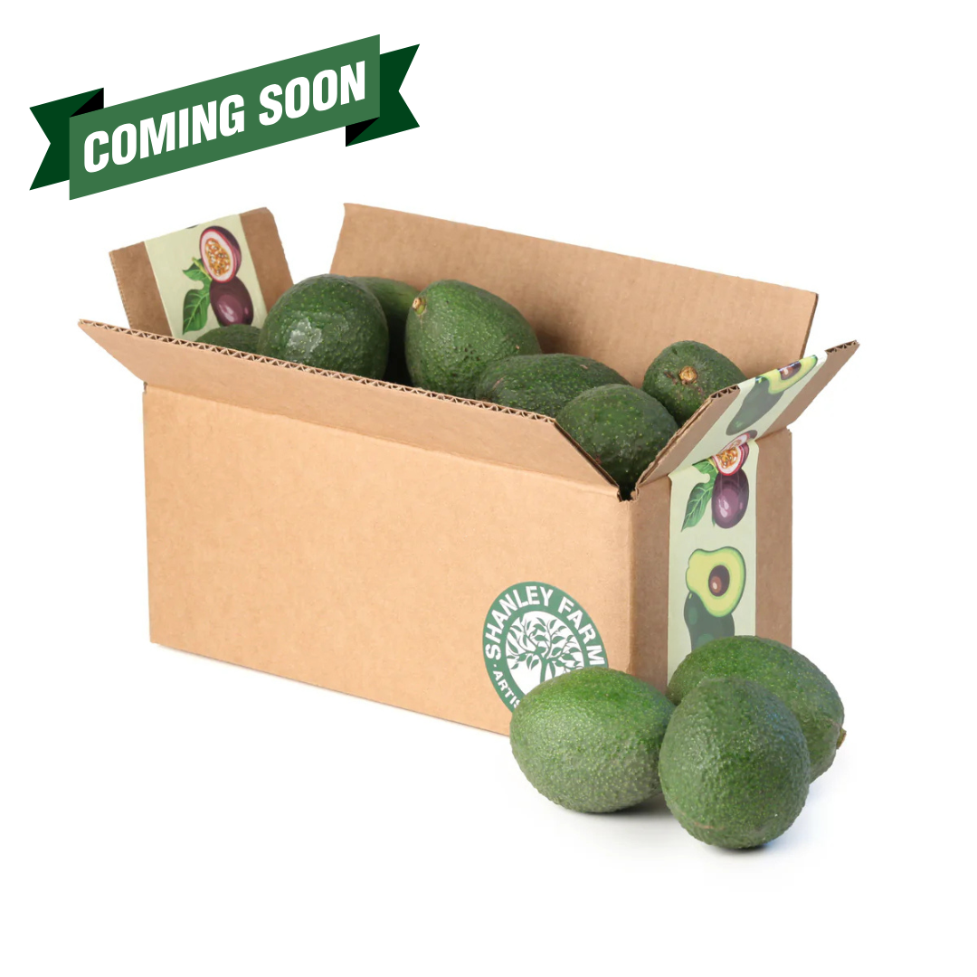 Morro Bay Avocados